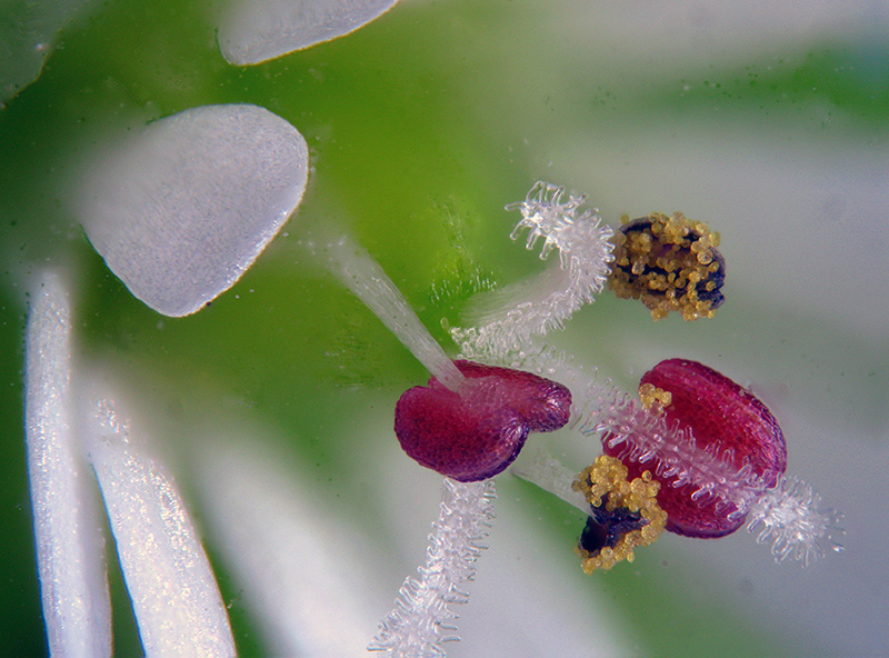 Stellaria media / Centocchio comune